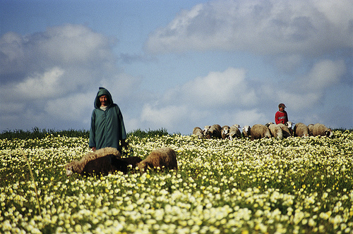 North African Shepherds