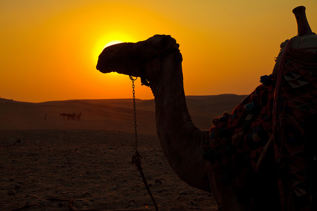camel in desert at sunset